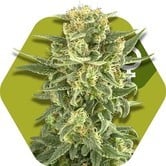 White Cheese (Zambeza) feminized