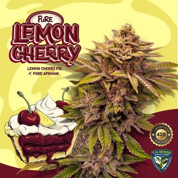 Pure Lemon Cherry (T.H.Seeds) Feminized