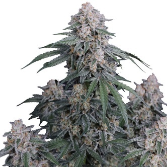 GMO Auto (FastBuds) feminized