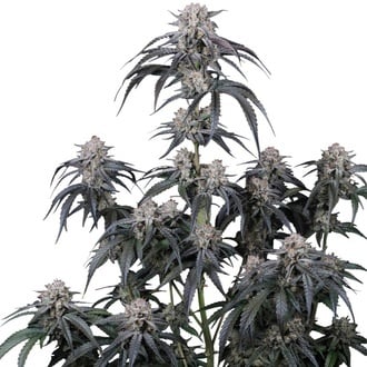 Mango Frost Auto (Fast Buds) Feminized