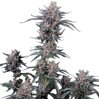 Mango Cherry Runtz Auto (Fast Buds) Feminized