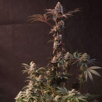 Lemon Cherry Runtz (Fast Buds) feminized