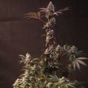 Lemon Cherry Runtz (Fast Buds) feminized