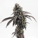 Garlic Mint Sherbet (Fast Buds) feminized