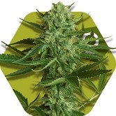 Sweet Moby (Zambeza) feminized
