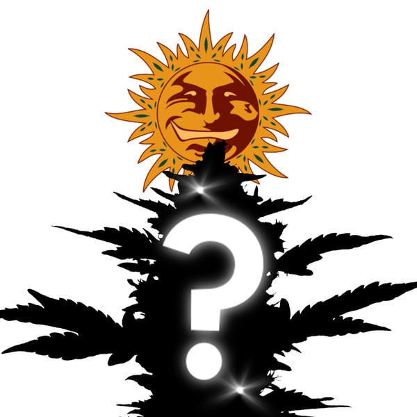 Feminized Mystery Seed 3 (Barney's Farm)