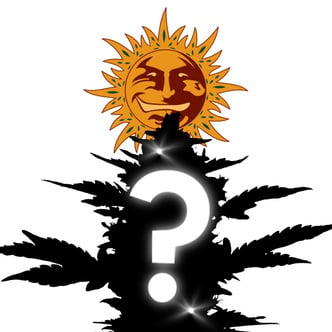 Autoflower Mystery Seeds 5 (Barney's Farm)