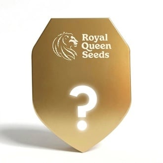 F1 mystery Seed 3 (Royal Queen Seeds)