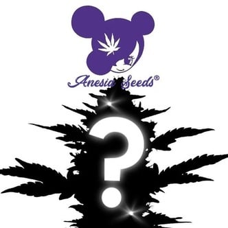 Autoflower Mystery Seed 1 (Anesia Seeds)
