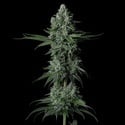 Grandpa's Stash R2 (Ethos Genetics) Feminized