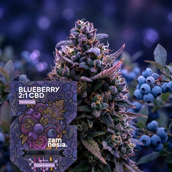 Blueberry CBD 2:1 (Zamnesia Seeds) Feminized