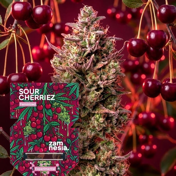 Sour Cherriez (Zamnesia Seeds) Feminized