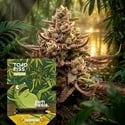 Toad Piss (Zamnesia Seeds) Feminized