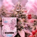 Pink Berriez (Zamnesia Seeds) Feminized