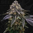 French Macaron (T.H.Seeds) Feminized