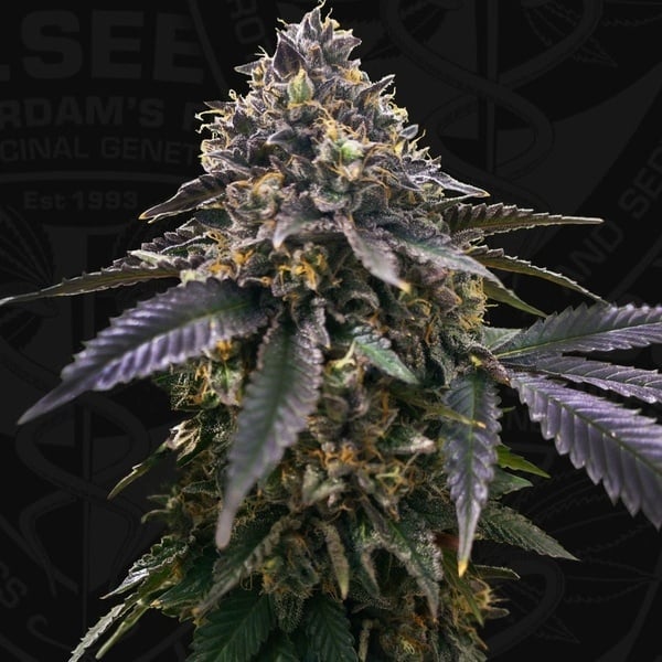 French Macaron (T.H.Seeds) Feminized