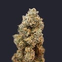 French Macaron (T.H.Seeds) Feminized