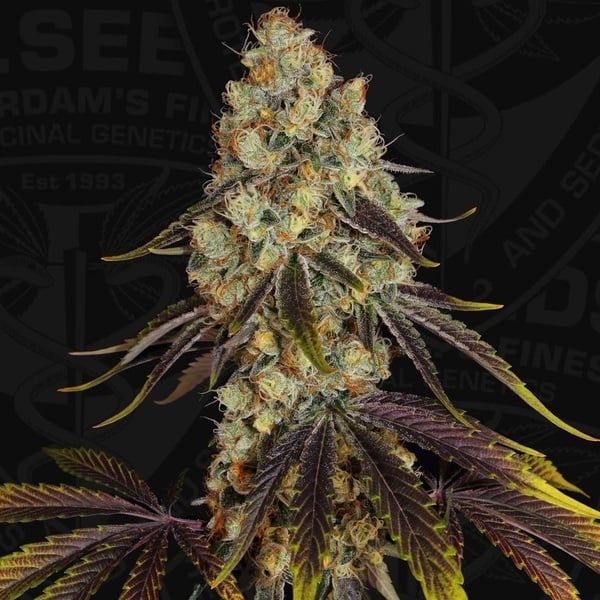 French Cookies (TH Seeds) Feminized
