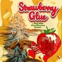 Strawberry Glue (T.H.Seeds) Feminized