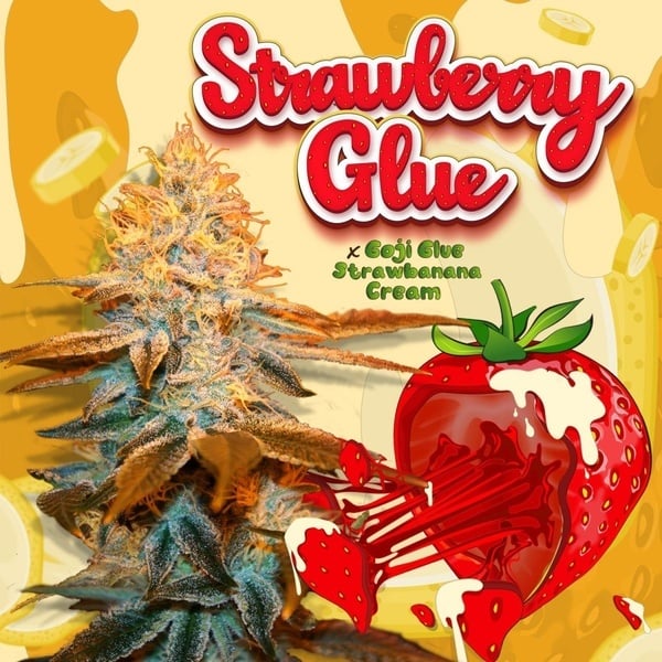 Strawberry Glue (T.H.Seeds) Feminized