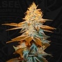 Strawberry Glue (T.H.Seeds) Feminized