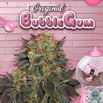 Bubblegum (T.H.Seeds) feminized