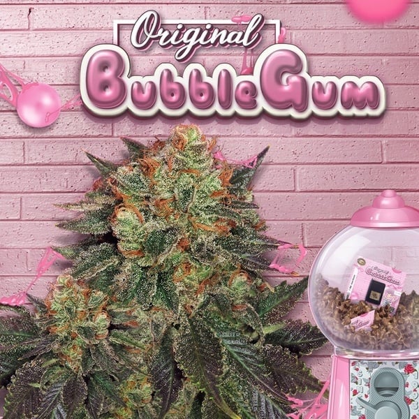 Bubblegum (T.H. Seeds) Feminized