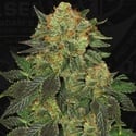 Bubblegum (T.H. Seeds) Feminized