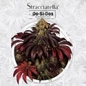 Stracciatella (T.H.Seeds) Feminized