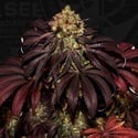 Stracciatella (T.H.Seeds) Feminized