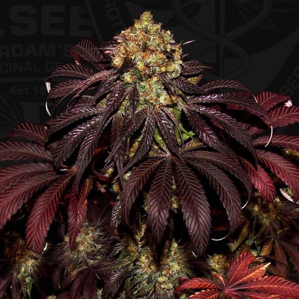 Stracciatella (T.H.Seeds) Feminized
