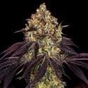 Stracciatella (T.H.Seeds) Feminized