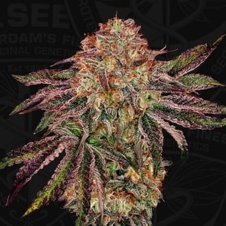 BubbleGummieZ (T.H. Seeds) Feminized