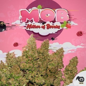 MOB (T.H.Seeds) feminized
