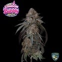 London Bubbly (T.H.Seeds) Feminized