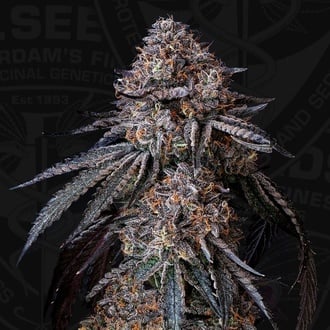 London Bubbly (T.H.Seeds) Feminized