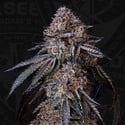 London Bubbly (T.H.Seeds) Feminized