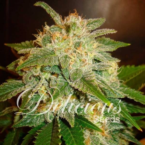 La Bella Afrodita Auto (Delicious Seeds)