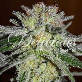 Northern Light Blue (Delicious Seeds) feminisiert