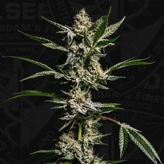 FireGum (T.H.Seeds) feminized