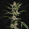 FireGum (T.H.Seeds) feminized