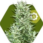 Big Bud XXL Autoflowering (Zambeza) feminized