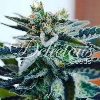 Sugar Black Rose (Delicious Seeds) feminisiert