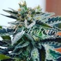 Sugar Black Rose (Delicious Seeds) feminisiert