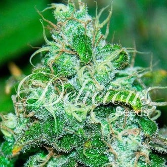 Fruity Chronic Juice (Delicious Seeds) feminisiert