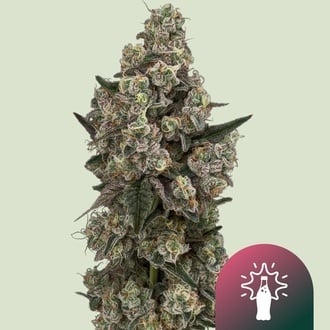 Supersoda F1 (Royal Queen Seeds) Feminized