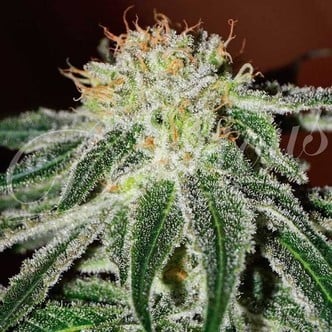 Black Russian (Delicious Seeds) feminisiert