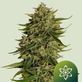 Quantum Terp F1 Auto (Royal Queen Seeds) Feminized