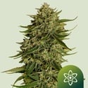 Quantum Terp F1 Auto (Royal Queen Seeds) Feminized