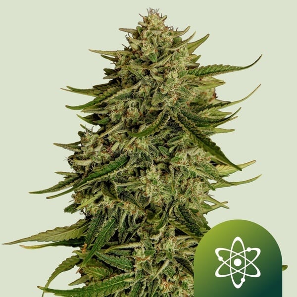 Quantum Terp F1 Auto (Royal Queen Seeds) Feminized